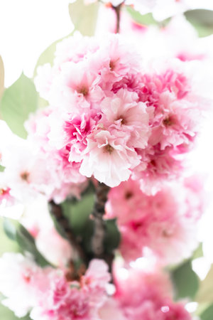 Sakura flowers close up. Beautiful blossom tree with pink flowers. Image toned.の写真素材