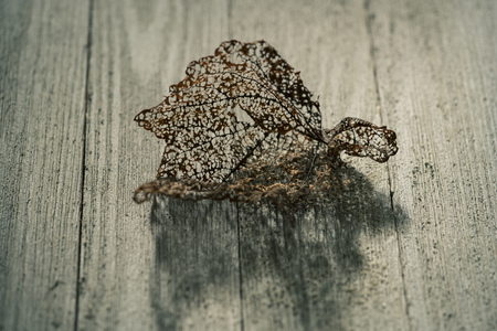 Dry autumn leaf on a porchの写真素材