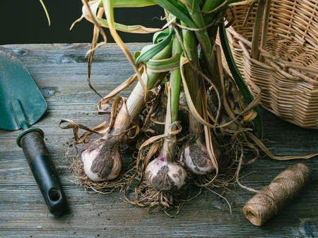Bunch of freshly harvested garlic on a wooden table.