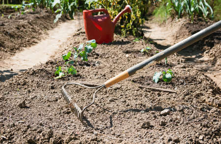 Rake and water bucket used in a small vegetable garden.