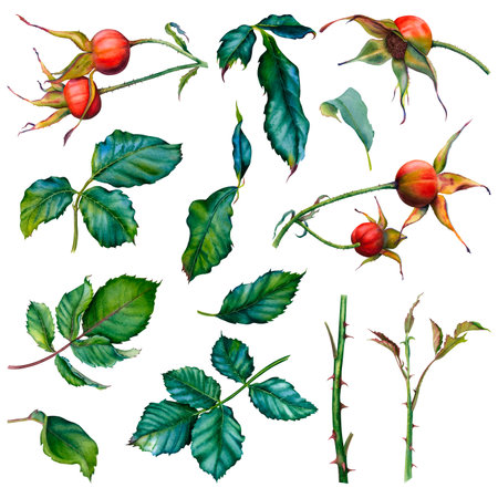 Set of green leaves, wild rose stems, rose hips. Watercolor hand drawn illustration of greenery and berries on a white background. The set is perfect for packaging, invitations.の写真素材