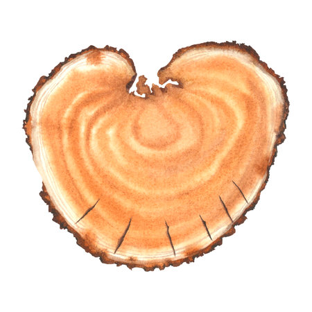 Cross section view of round piece of wood with brown and white annual rings. Hand drawn watercolor...