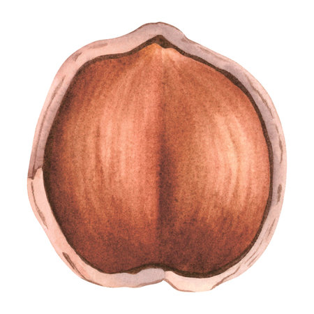 Peeled hazelnuts in the broken shell top view. Hand drawn watercolor illustration of forest filbert...