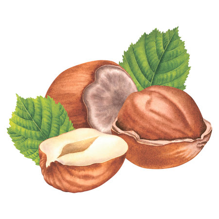 Composition of whole, halfs and shell hazelnuts with green leaves. Hand drawn watercolor illustration of filbert nuts on isolated background. Drawing of forest nut kernels.の写真素材