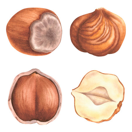 Hazelnuts in the shell and without. Hand drawn watercolor drawing depicting whole forest nuts on an isolated background. Illustration of filbert nuts ideal for packaging design.の写真素材