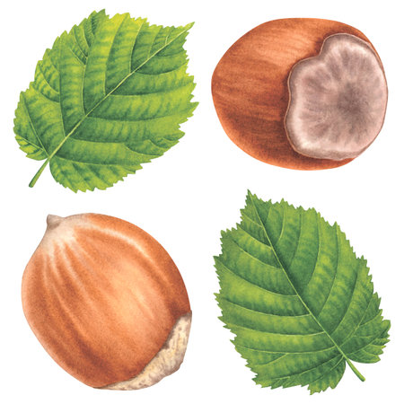 Whole hazelnuts and green leaves. Hand drawn watercolor illustration of forest nut kernels on isolated background. Set of filbert nuts perfect for label, logo, packaging design.の写真素材