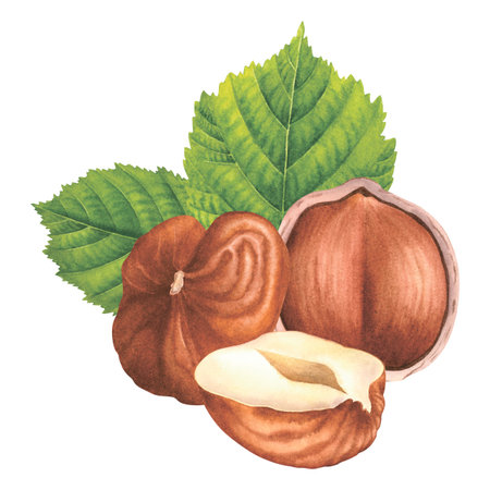 Composition of whole and halved hazelnuts with green leaves. Hand drawn watercolor illustration of filbert on isolated background. Drawing of hazelnut kernels for packaging designの写真素材