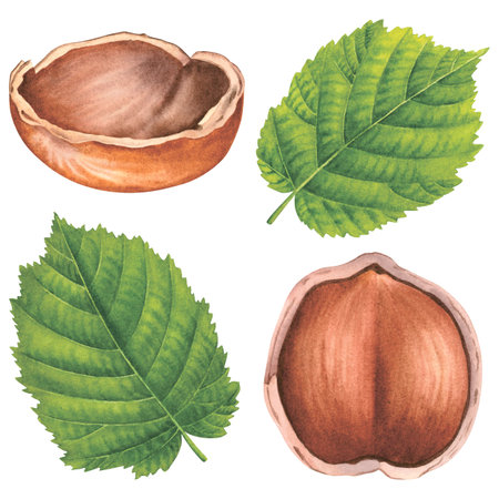 Hazelnuts with leaves and shell. Hand drawn watercolor illustration of whole forest nuts on an isolated background. Set of filbert nuts perfect for label, logo, packaging design.の写真素材