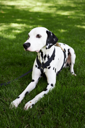 Adorable dalmatian dog outdoors in summerの写真素材