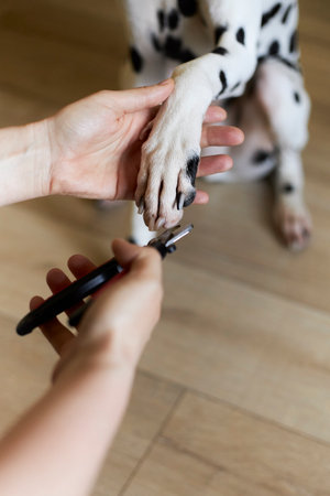Woman trimming claws of cute dog with clipper at homeの写真素材
