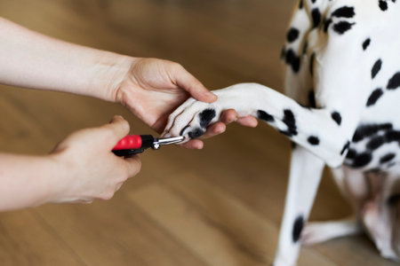 Woman trimming claws of cute dog with clipper at homeの写真素材