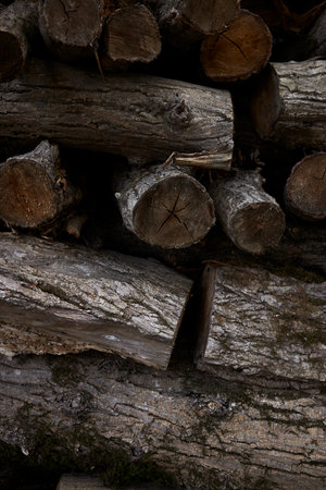 Harvesting of wood. A plot for logging