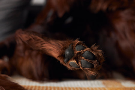 Dogs feet on the sofa