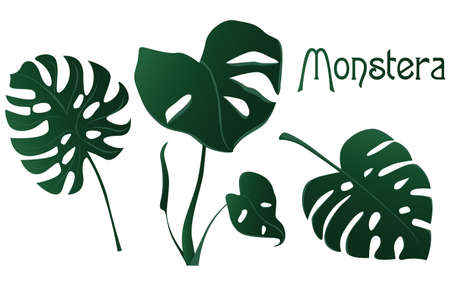 monstera tropical botanic vector artのイラスト素材