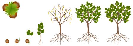 Cycle of growth of hazelnut plant on a white background.のイラスト素材