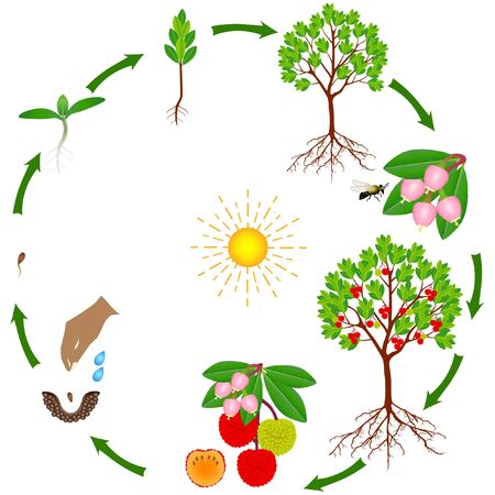 Life cycle of strawberry arbutus plant on a white background.のイラスト素材