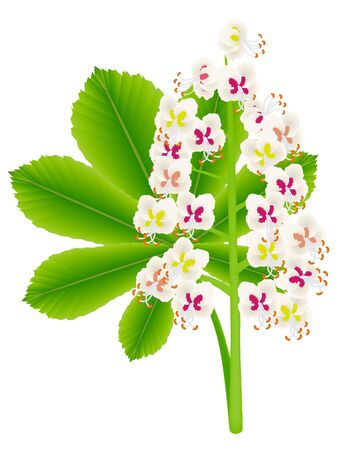 Horse chestnut flowers with a leaf on a white background.のイラスト素材