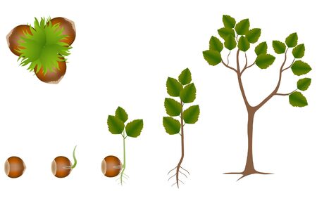 Sequence of hazelnut growing isolated on white.のイラスト素材