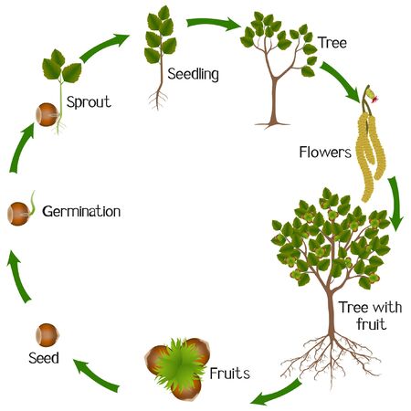 A growth cycle of hazelnut plant on a white background.のイラスト素材
