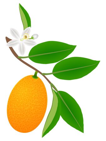 Branch with kumquat fruit with leaves and flower.のイラスト素材