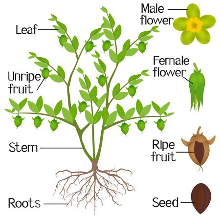Parts of jojoba plant on a white background.のイラスト素材