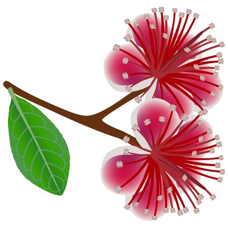 Feijoa branch with flowers and leaf on a white background.のイラスト素材