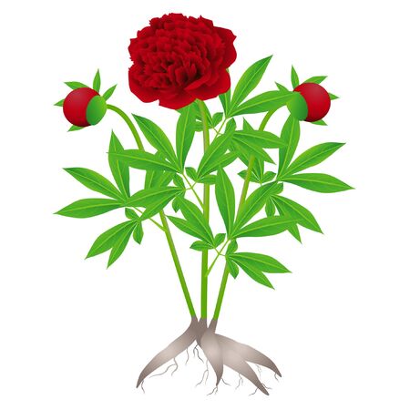 Peony plant with roots on a white background.のイラスト素材