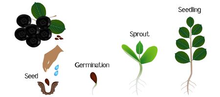 Sequence of a bush black chokeberry (Aronia melanocarpa) growing isolated on white.のイラスト素材