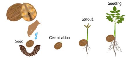 Sequence of a walnut plant growing isolated on white.のイラスト素材