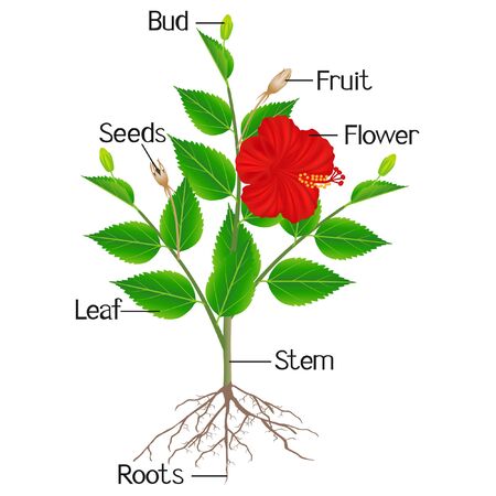 Parts of hibiscus plant on a white background.のイラスト素材