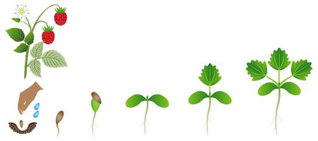 Sequence of a raspberry plant growing isolated on white.のイラスト素材