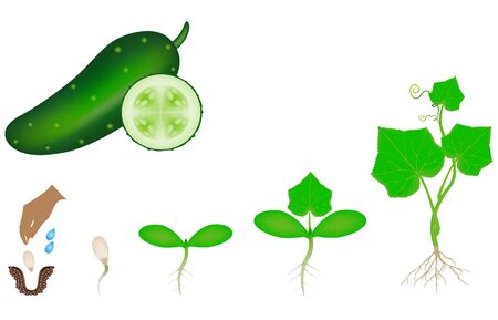 Sequence of a plant of a cucumber growing isolated on white.のイラスト素材