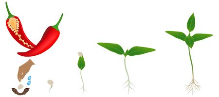 Sequence of chili pepper plant growing isolated on white.のイラスト素材