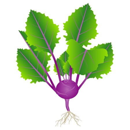 Purple kohlrabi plant with leaves and roots on a whiteのイラスト素材
