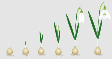 Stages of growth from bulb to adult flowering snowdrop plant.のイラスト素材