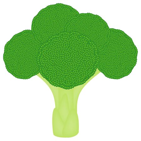 Fresh broccoli isolated on a whiteのイラスト素材