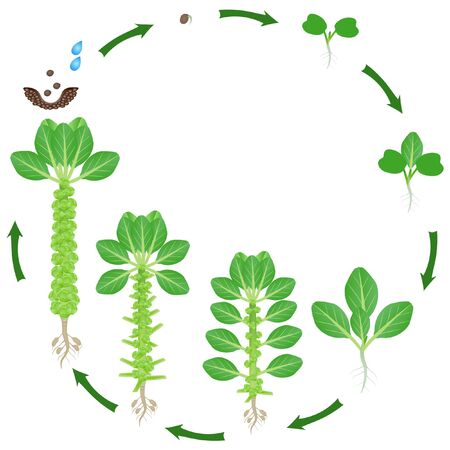 Life cycle of brussels sprouts plant on a whiteのイラスト素材