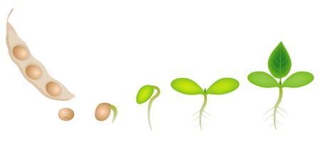 Sequence of a soybean plant growing isolated on white.のイラスト素材