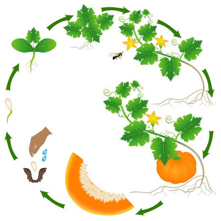 Life cycle of a pumpkin plant on a white.のイラスト素材