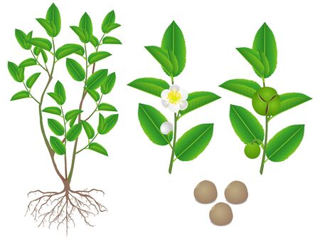Parts of green tea (camellia sinensis) plant on a white background.のイラスト素材