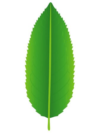 Fresh green tea leaf isolated on a white background.のイラスト素材