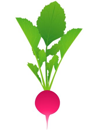 Whole radishes with leaves isolated on white background.のイラスト素材