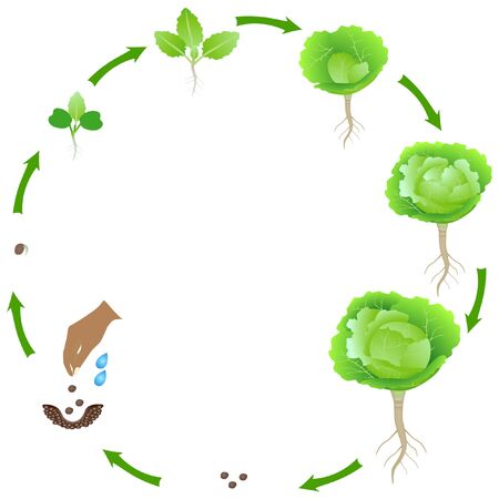 Life cycle of a cabbage plant on a white background.のイラスト素材
