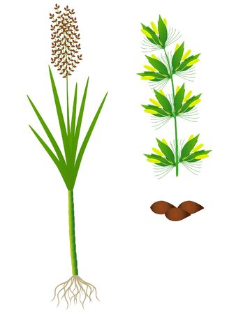 Part of sugar cane plant on a white background.のイラスト素材