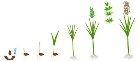 Cycle of growth of a sugarcane plant on a white background.のイラスト素材