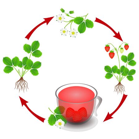 The cycle from the plant strawberry to a cup of tea from the berries.のイラスト素材