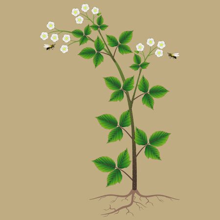 Blackberry bush with flowers and bees on a beige background.のイラスト素材