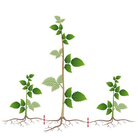 Raspberry breeding is shown by root suckers on a white.のイラスト素材