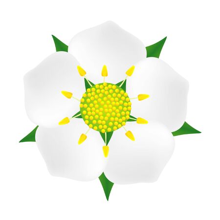 Strawberry flower isolated on white background, design element.のイラスト素材