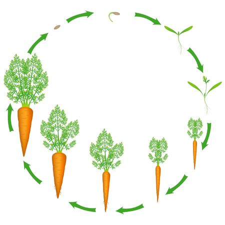 Growth stage of carrot is isolated on a white background.のイラスト素材